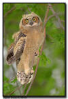  Great Horned Owl, Minnesota 
