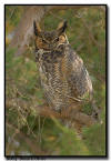 Great Horned Owl, Minnesota