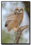 Great Horned Owlet, Minnesota