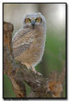 Great Horned Owlet, Minnesota