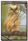 Great Horned Owlet, Minnesota