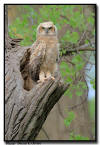 Great Horned Owlet, Minnesota