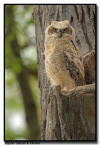 Great Horned Owlet, Minnesota