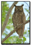 Great Horned Owl, Minnesota