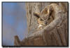 Great Horned Owl, MN