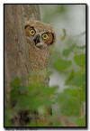 Great Horned Owlet, Minnesota 