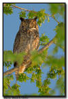 Great Horned Owl, Minnesota