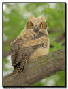 Great Horned Owlet, Minnesota