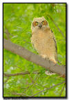 Great Horned Owlet, Minnesota