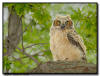 Great Horned Owlet, Minnesota