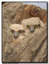 Great Horned Owlets, MN