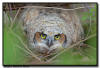 Great Horned Owlet, MN