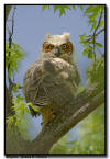 Great Horned Owlet, Minnesota