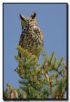 Great Horned Owl, Minnesota