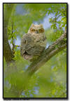 Great Horned Owlet, Minnesota