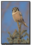 Northern Hawk Owl, WI 