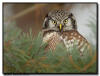 NOrthern Hawk Owl, WI
