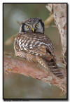 Northern Hawk Owl, WI