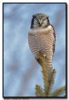 Northern Hawk Owl, WI