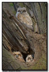  Great Horned Owl, Minnesota 