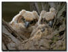 Great Horned Owl, Minnesota