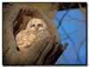 Great Horned Owlet, Minnesota