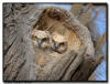 Great Horned Owlet, Minnesota