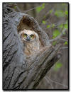 Great Horned Owlet, Minnesota