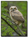 Great Horned Owlet, Minnesota