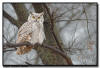 Great Horned Owl, MN