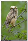 Great Horned Owlet, Minnesota 
