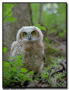 Great Horned Owlet, Minnesota