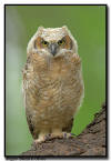 Great Horned Owlet, Minnesota