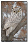 Great Horned Owl, MN