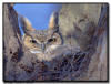 Great Horned Owl, MN