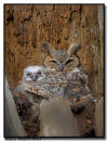 Great Horned Owl and Owlet, Minnesota