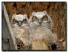 Great Horned Owlets, Minnesota