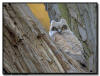 Great Horned Owlet, Minnesota