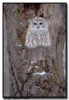 Barred Owl, MN