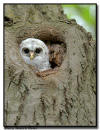 Barred Owl, MN 