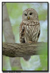 Barried Owl,MN, WI