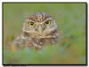 Burrowing Owl, Florida 