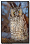 Long Eared Owl, Minnesota 