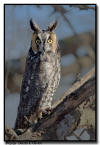  Long Eared Owl, Minnesota 