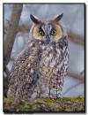 Long Eared Owl, Minnesota