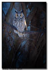 Long Eared Owl portrait, MN