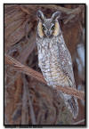 Long Eared Owl, MN