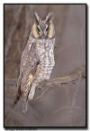 Long Eared Owl, MN