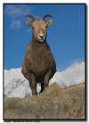Big Horn Ewe in the mountains