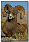 Big Horn Ram Close Up, Jasper National Park